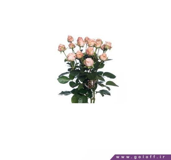 عکس دسته گل رز - دسته گل رز مینیاتوری بمباستیک - Roses | گل آف